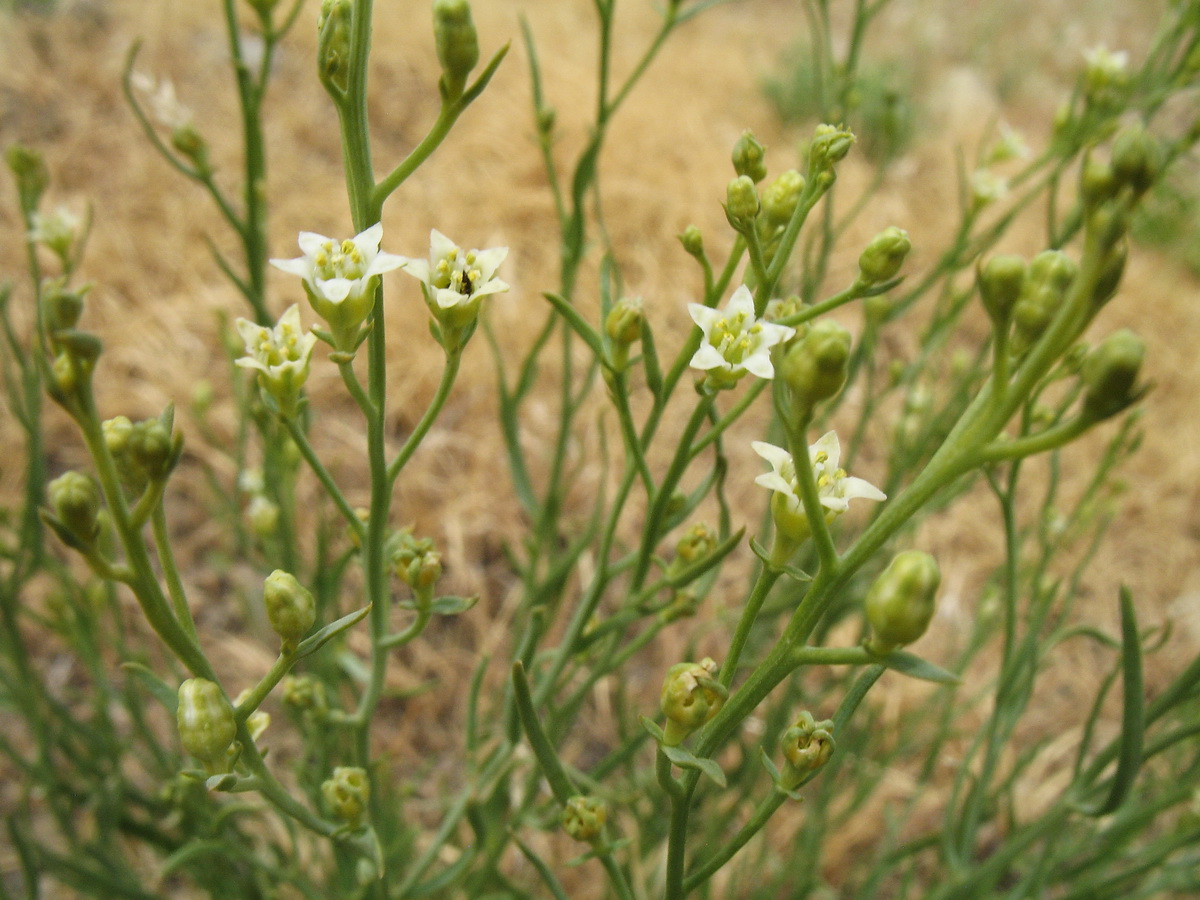 Image of Thesium multicaule specimen.