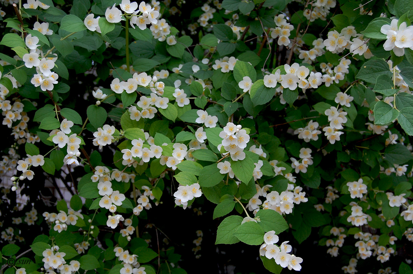 Image of Philadelphus coronarius specimen.