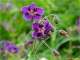 Geranium phaeum