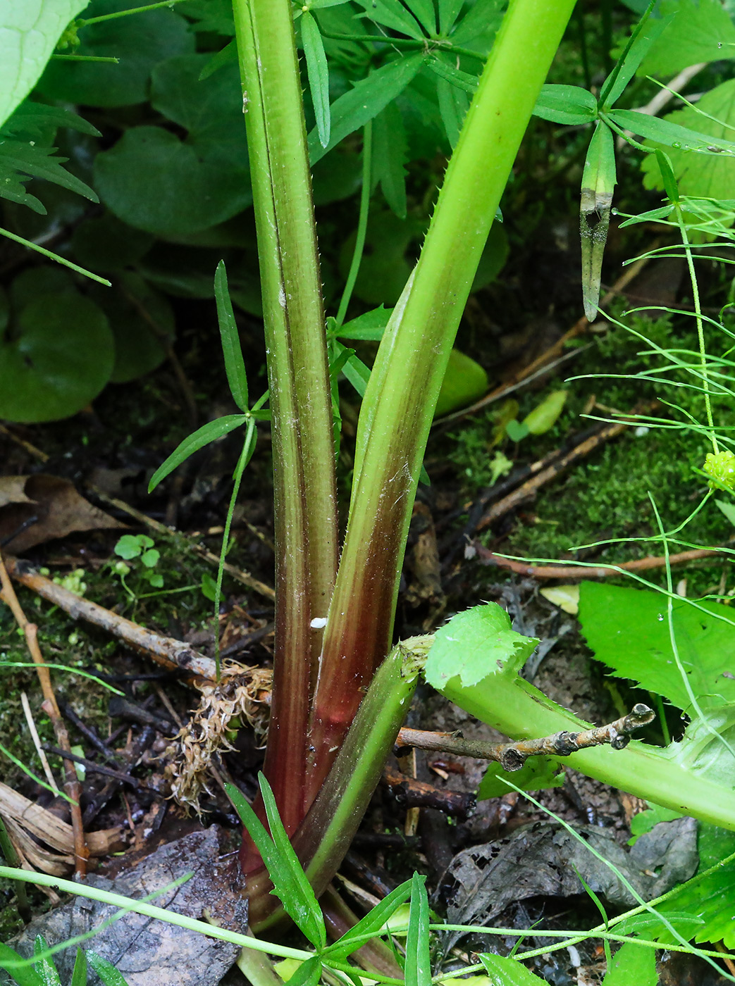 Изображение особи Cirsium oleraceum.