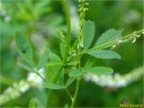 Melilotus albus. Средняя часть растения. Украина, Ивано-Франковская обл., Болеховский горсовет, Поляницкий сельсовет, Поляницкий региональный ландшафтный парк, урочище Князьке, опушка букового леса. 26.06.2018.