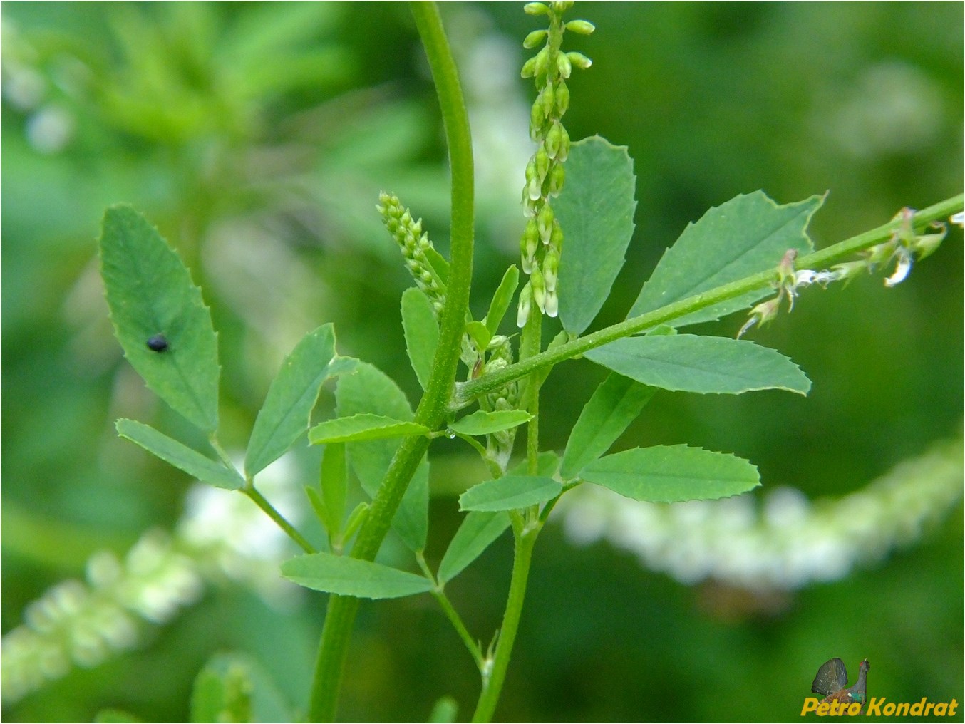 Изображение особи Melilotus albus.