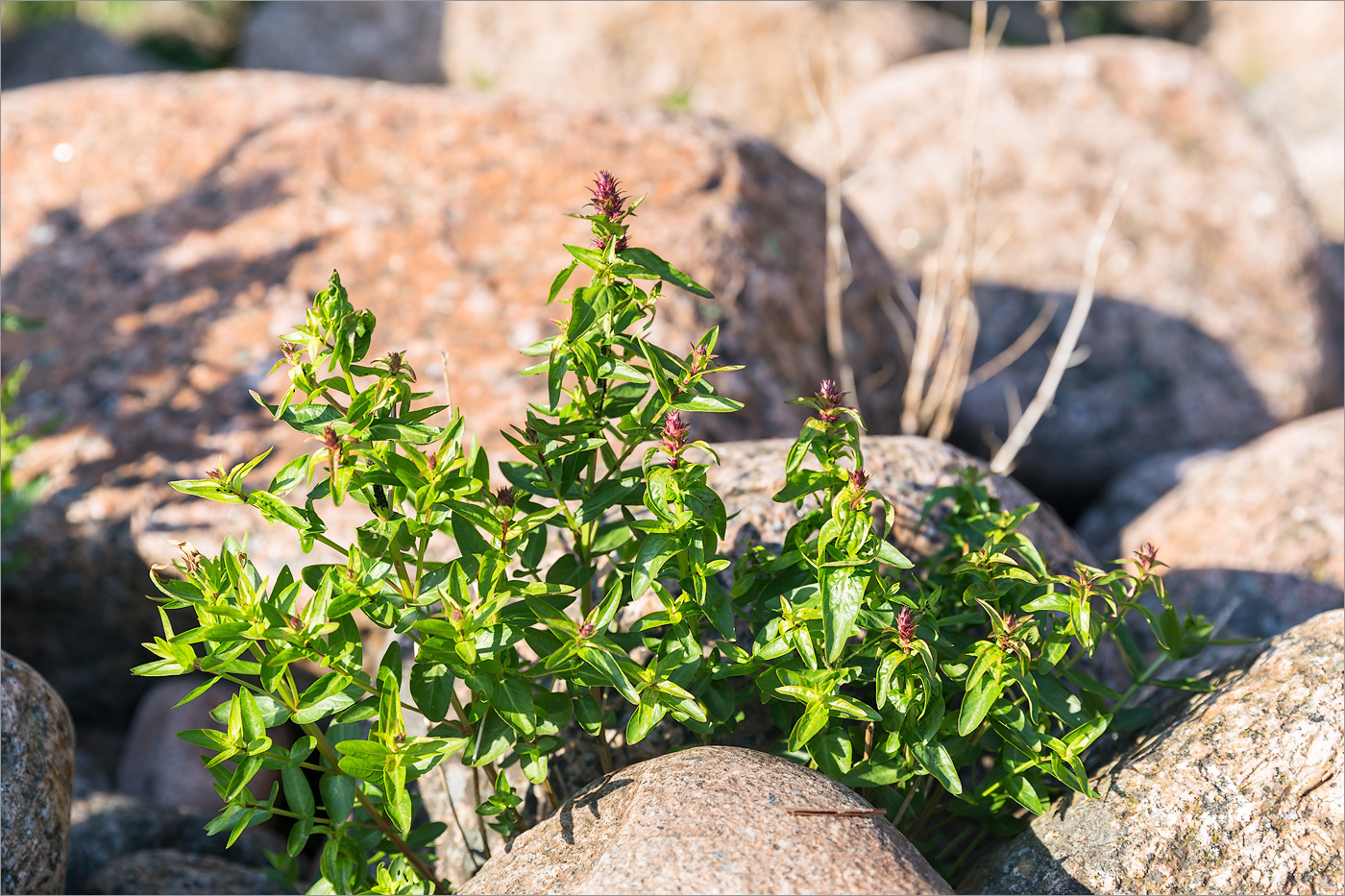 Image of Lythrum intermedium specimen.