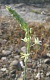 Ornithogalum pyrenaicum. Соцветие в начале цветения. Крым, томилляр близ водосброса Симферопольского вдхр. 13 мая 2010 г.