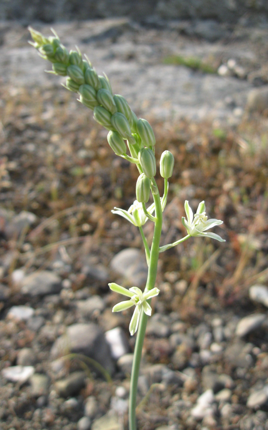 Image of Ornithogalum pyrenaicum specimen.