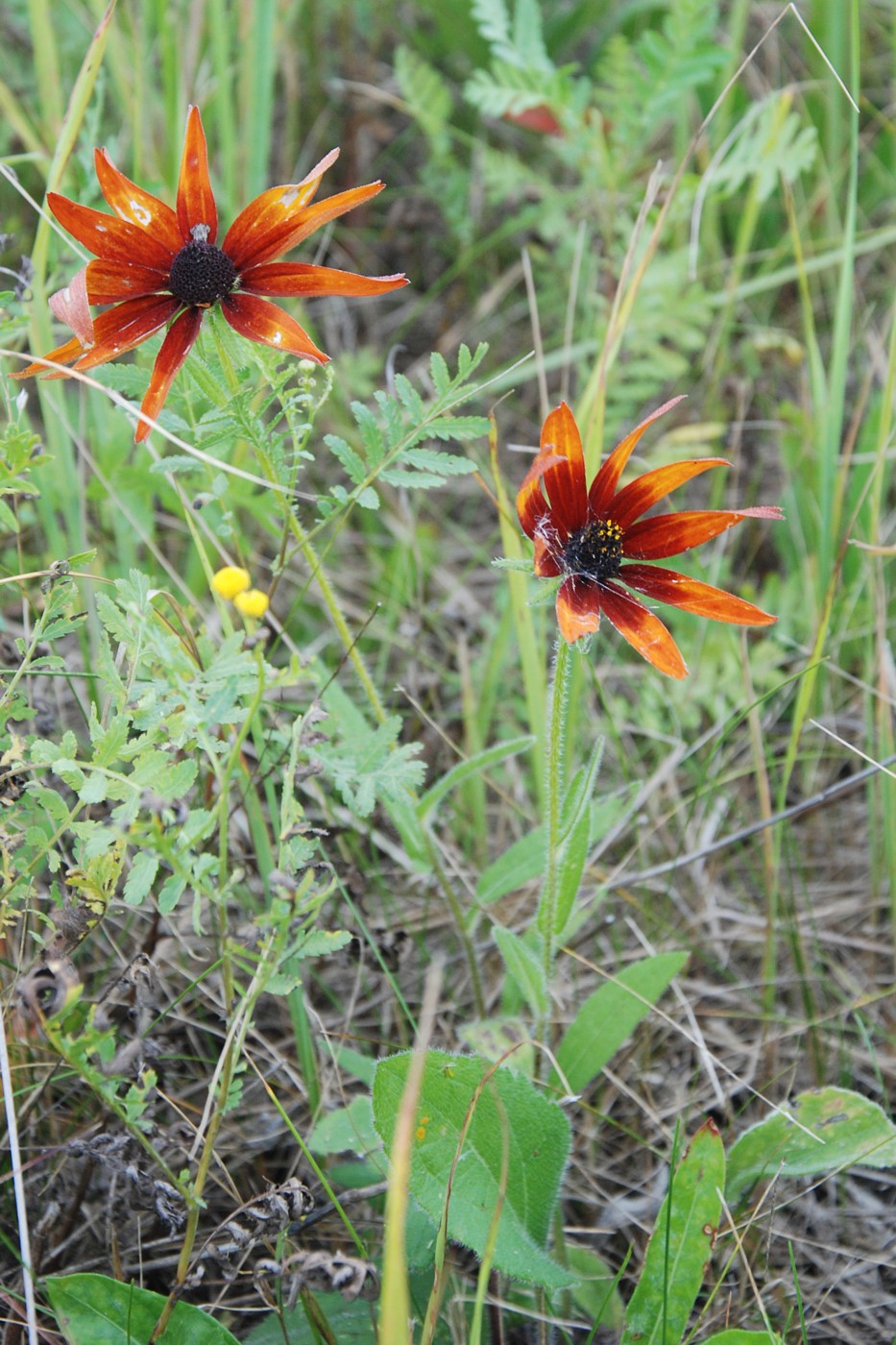 Image of Rudbeckia hirta specimen.