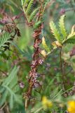 Cuscuta europaea