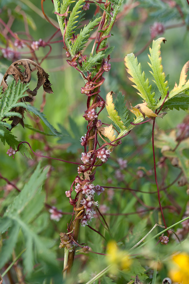 Image of Cuscuta europaea specimen.