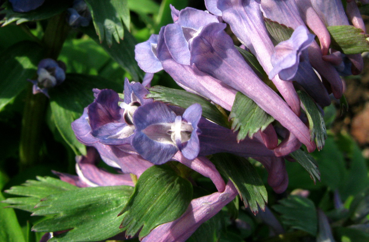 Изображение особи Corydalis lacrimuli-cuculi.