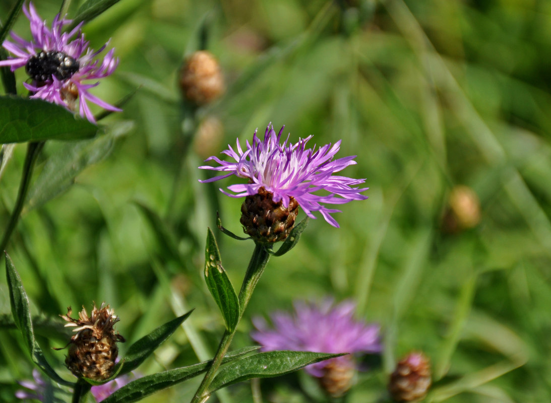 Изображение особи Centaurea jacea.