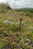 Veronica spicata ssp. bashkiriensis