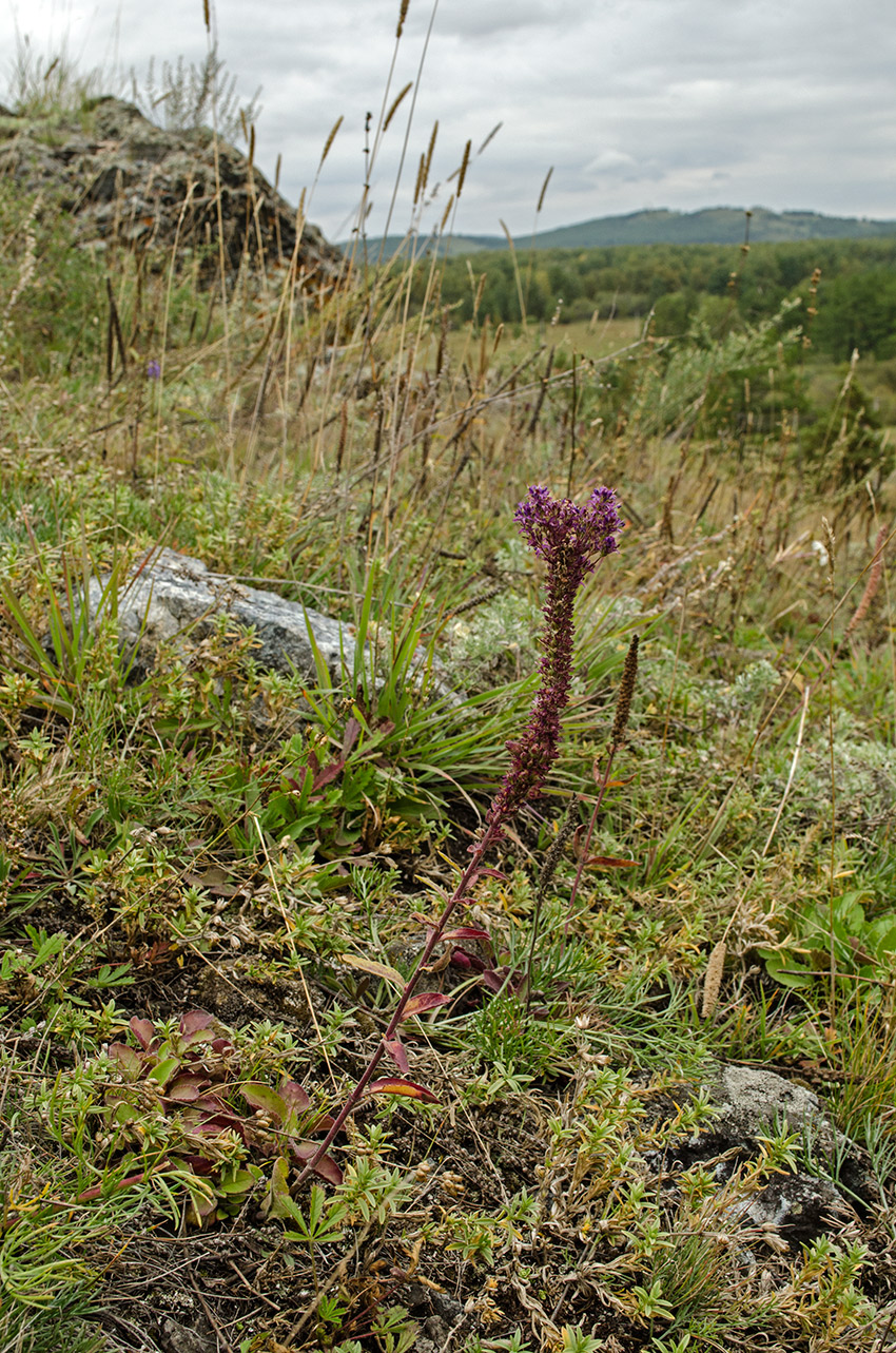 Image of Veronica spicata ssp. bashkiriensis specimen.