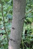 Sorbus torminalis