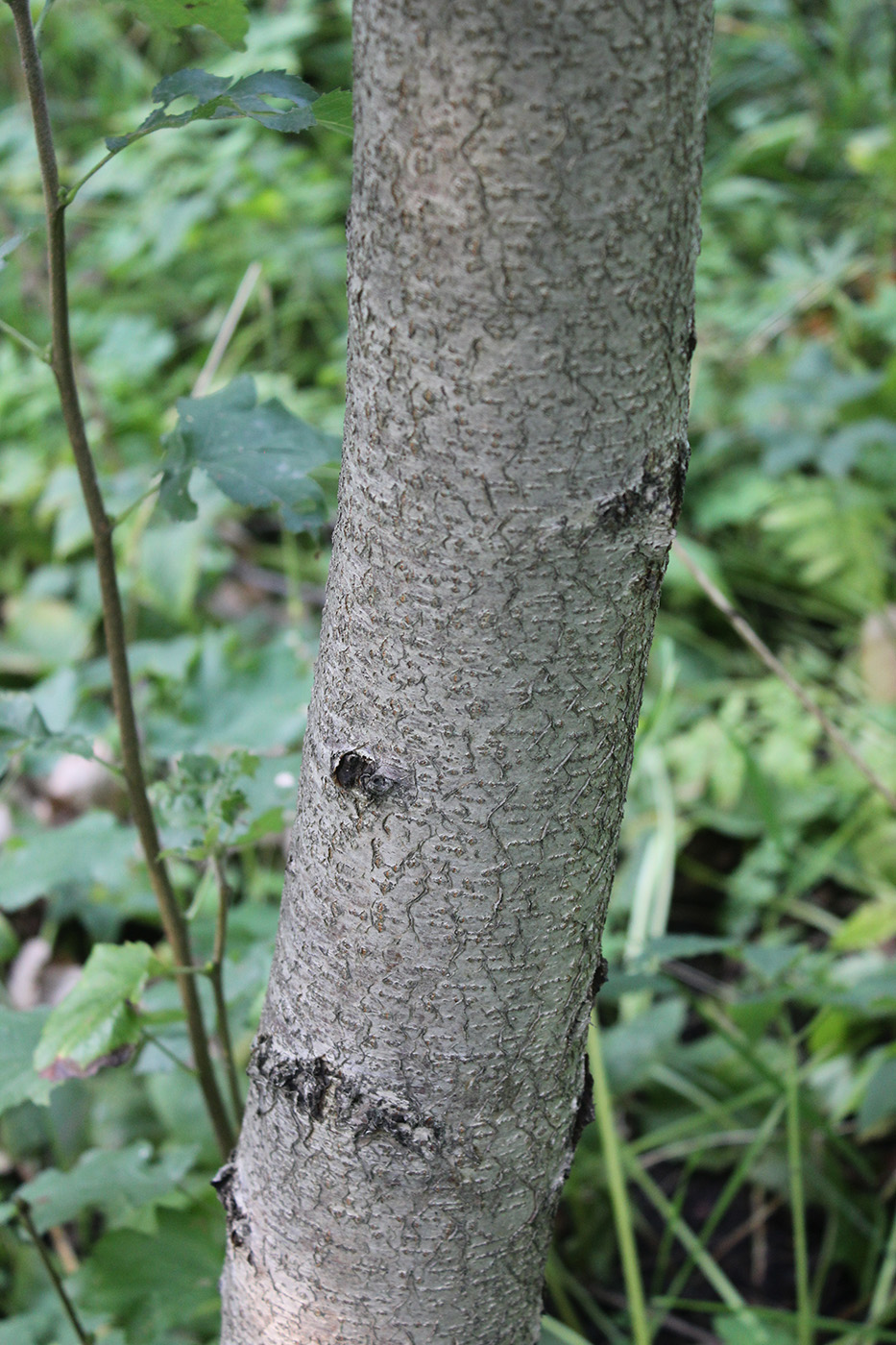 Изображение особи Sorbus torminalis.