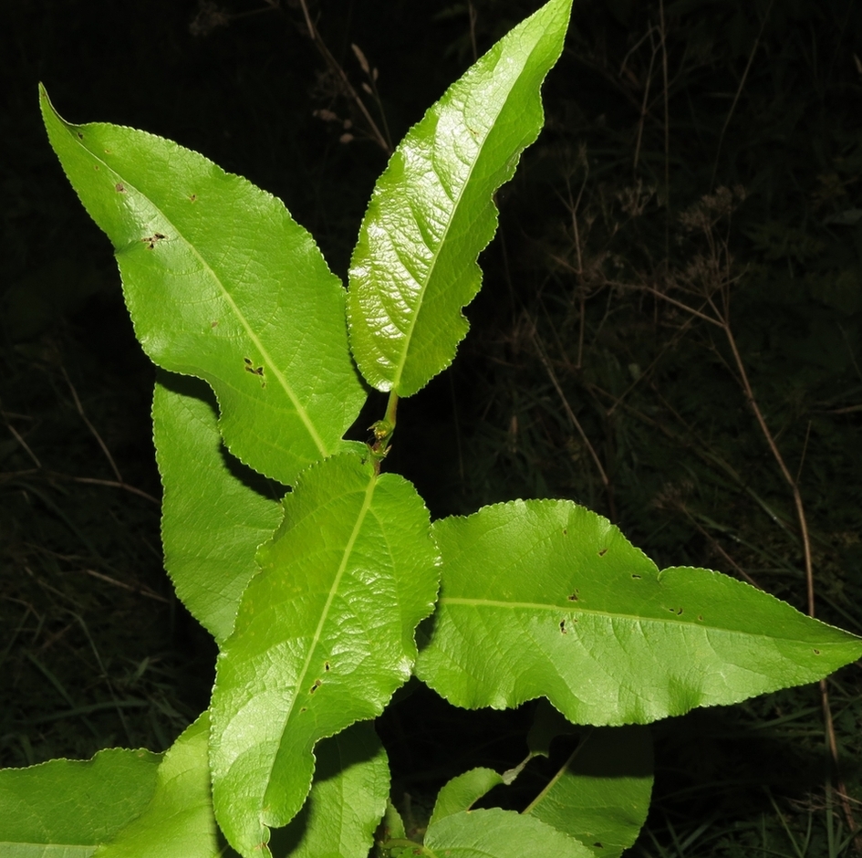 Image of genus Populus specimen.