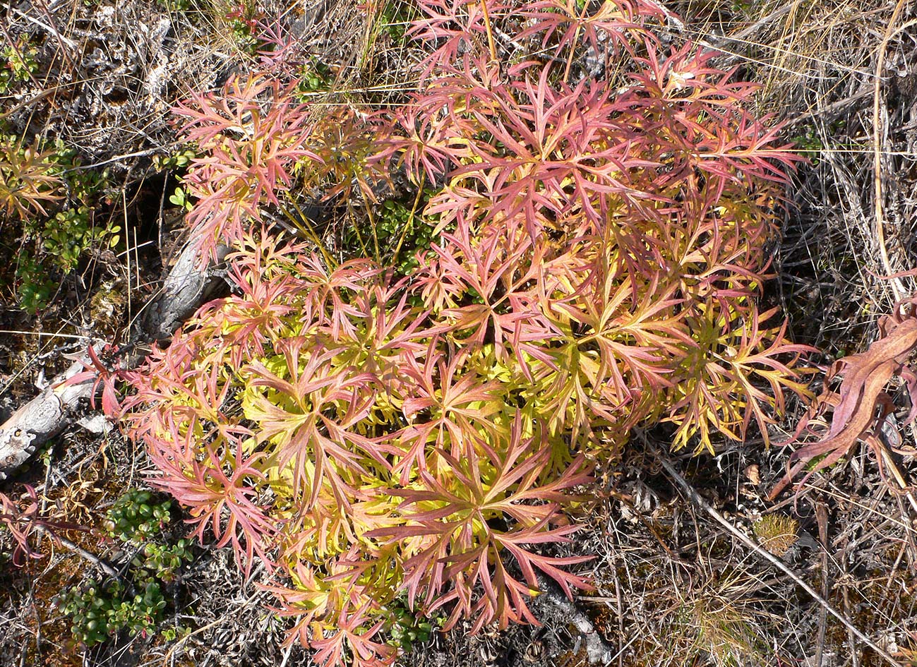 Image of Pulsatilla multifida specimen.