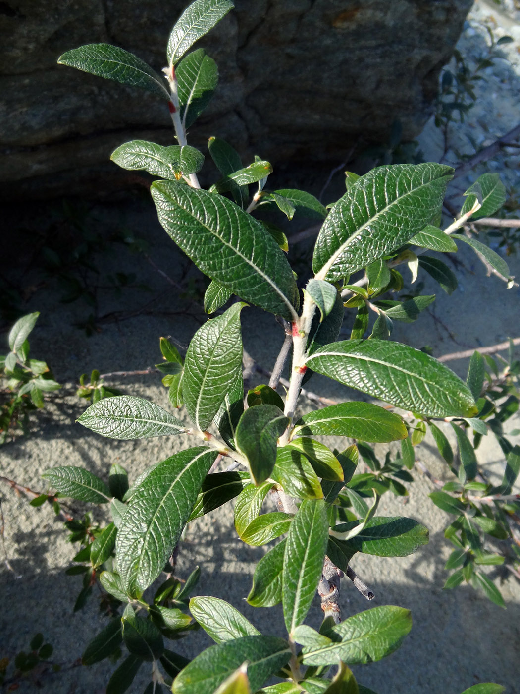 Image of Salix krylovii specimen.