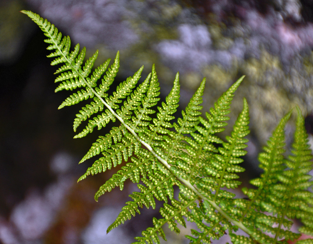 Изображение особи Athyrium distentifolium.