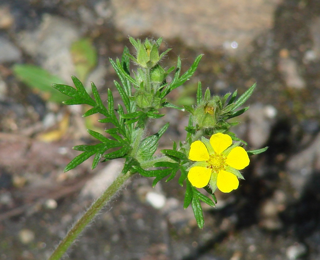 Image of Potentilla tergemina specimen.