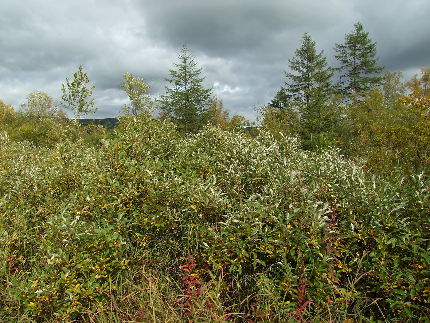 Изображение особи Salix krylovii.