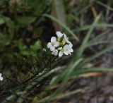 genus Cardamine. Верхушка цветущего и плодоносящего растения. Грузия, Боржоми-Харагаульский национальный парк, дно долины руч. Квабисхеви, ≈ 1000 м н.у.м, берег ручья. 26.05.2018.