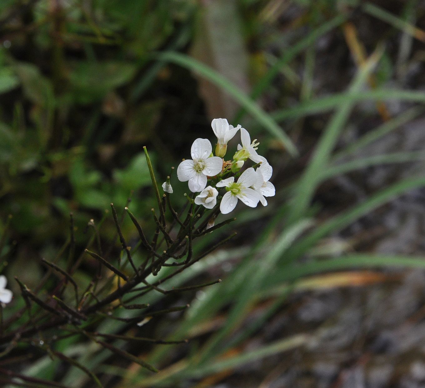 Изображение особи род Cardamine.