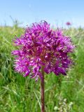 Allium sewerzowii