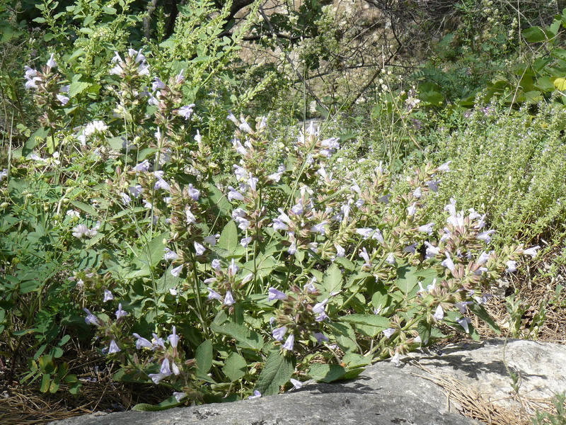 Изображение особи Salvia tomentosa.