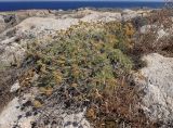 genus Helichrysum