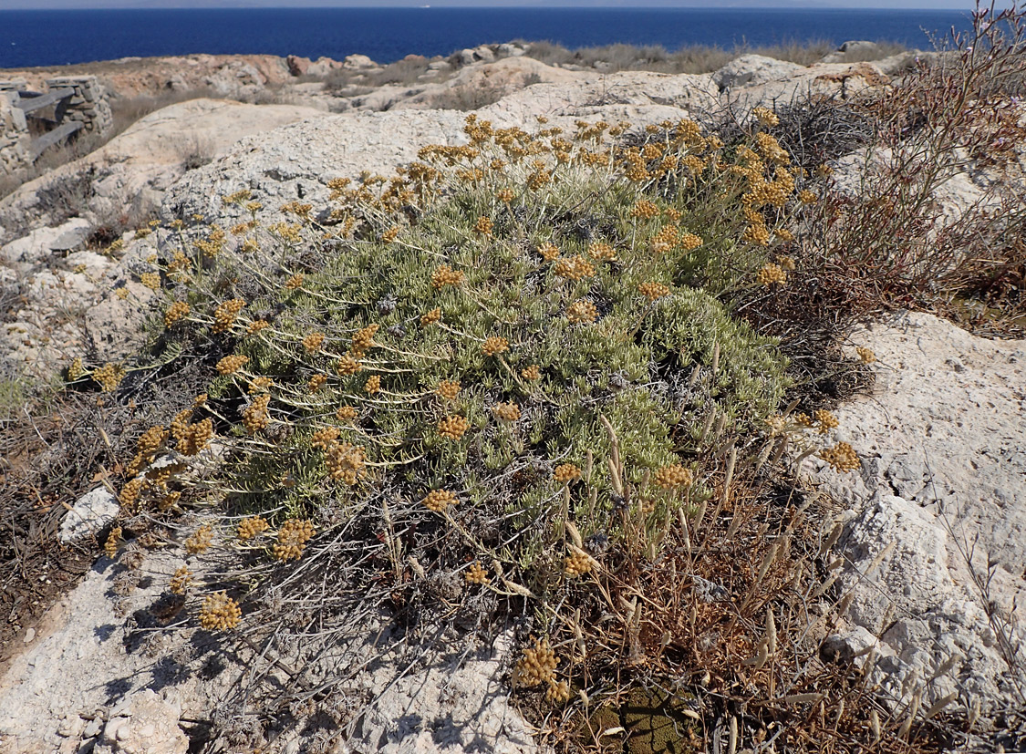 Изображение особи род Helichrysum.