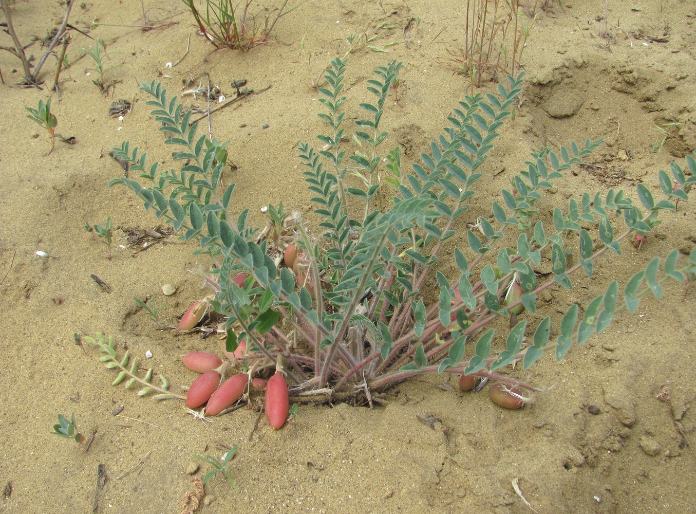 Изображение особи Astragalus longipetalus.