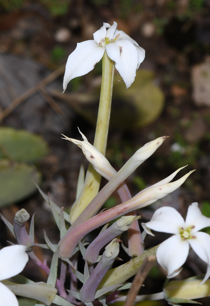 Image of Kalanchoe marmorata specimen.