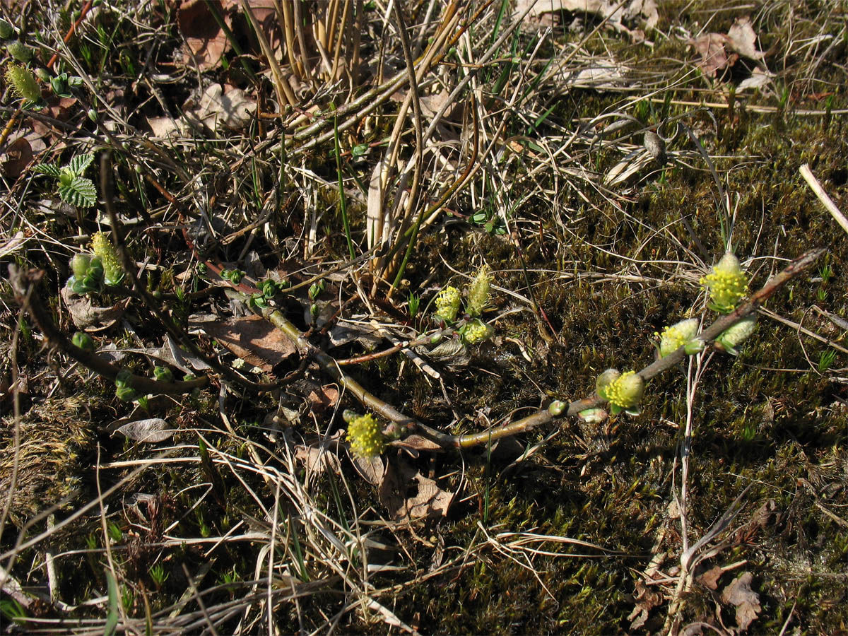 Image of Salix repens specimen.