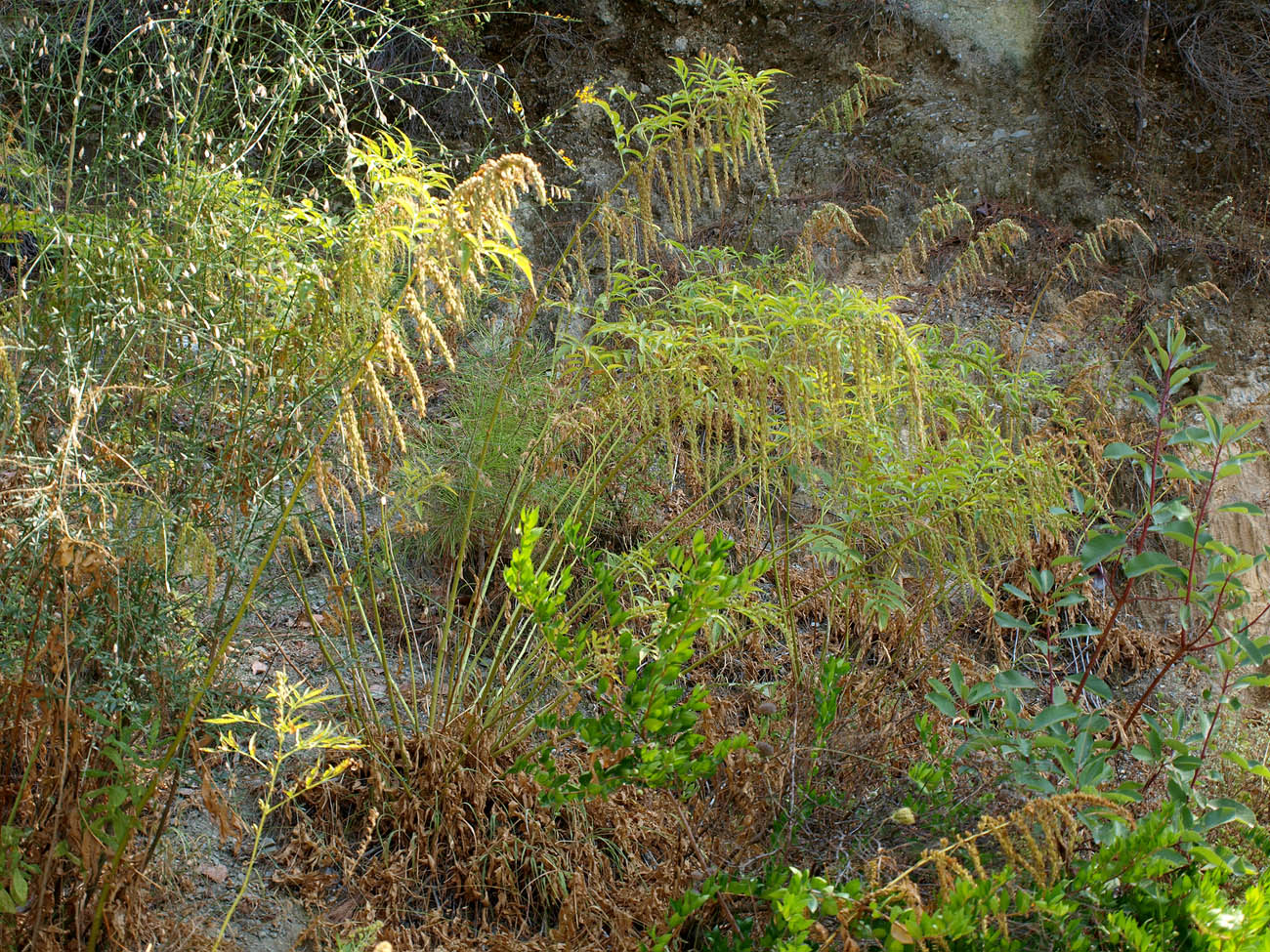 Image of Datisca cannabina specimen.