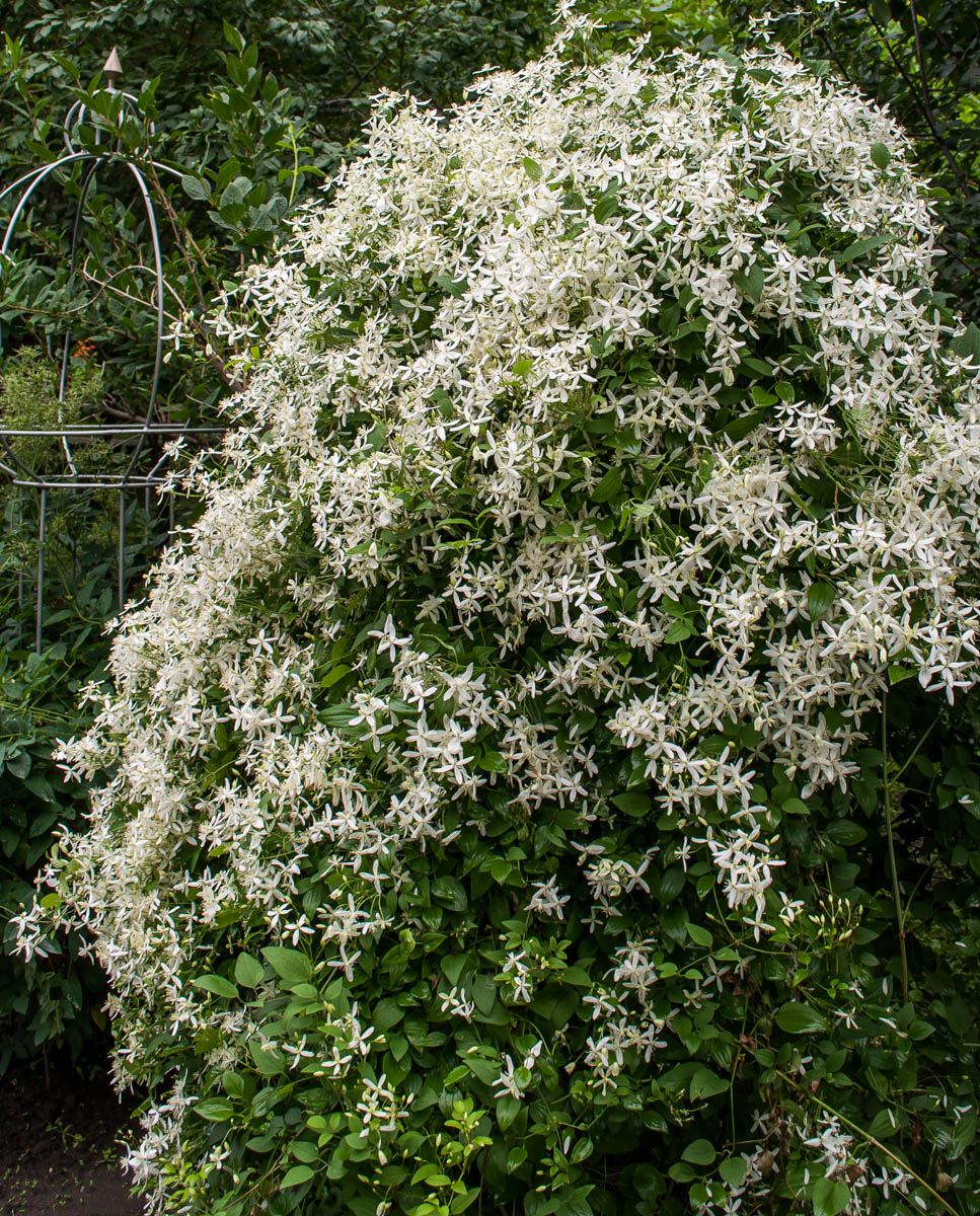 Изображение особи Clematis mandshurica.