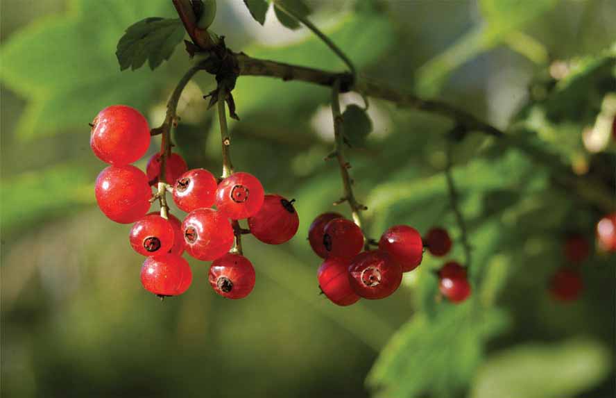 Image of genus Ribes specimen.