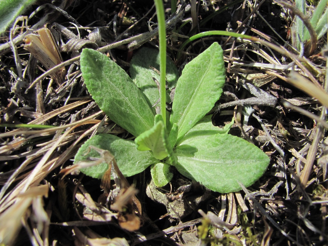 Image of Primula algida specimen.