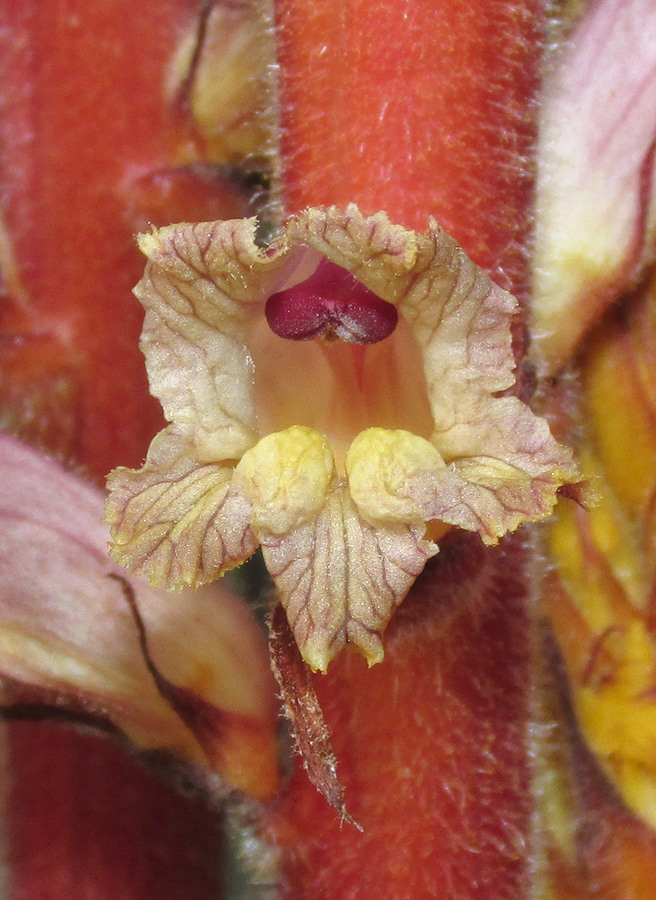Image of Orobanche laxissima specimen.