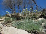 Artemisia caucasica. Зацветающее растение. Дагестан, окр. с. Талги, каменистый склон. 22.04.2019.