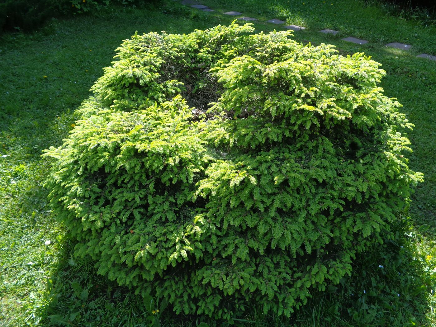 Image of Picea abies specimen.