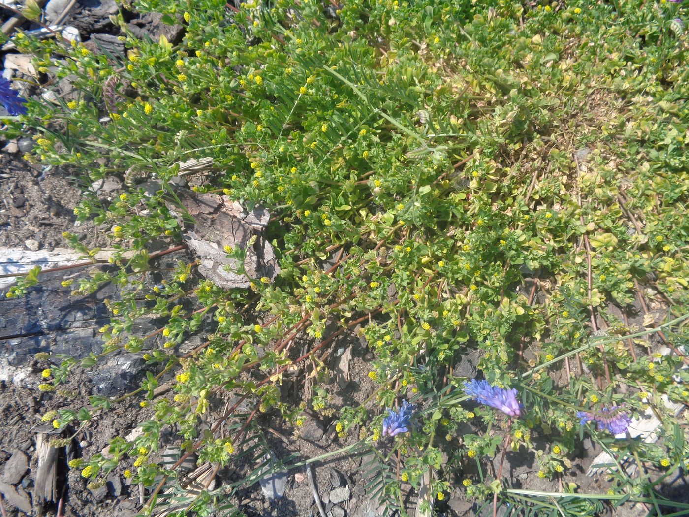 Image of Medicago minima specimen.