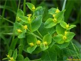 Euphorbia angulata. Соцветие. Украина, Ивано-Франковская обл., Украинские Карпаты, хребет Черногора, южный склон горы Пожежевская, ≈ 1800 м н.у.м., субальпийский луг. 27.06.2019.