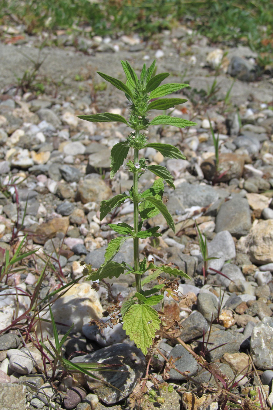 Image of Chaiturus marrubiastrum specimen.
