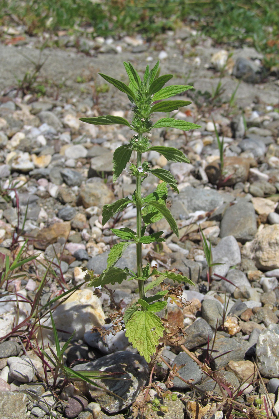 Изображение особи Chaiturus marrubiastrum.