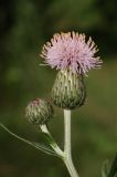 Cirsium arvense