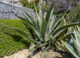 Agave americana. Вегетирующее растение. Испания, г. Мадрид, Королевский ботанический сад, в культуре. 18.04.2018.