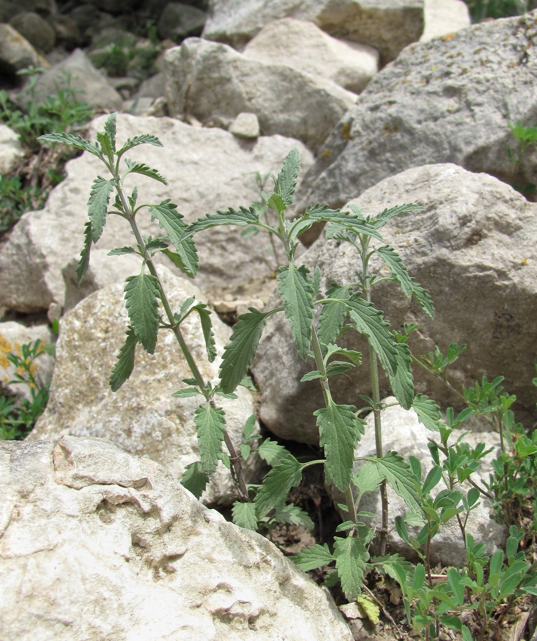 Image of Nepeta biebersteiniana specimen.