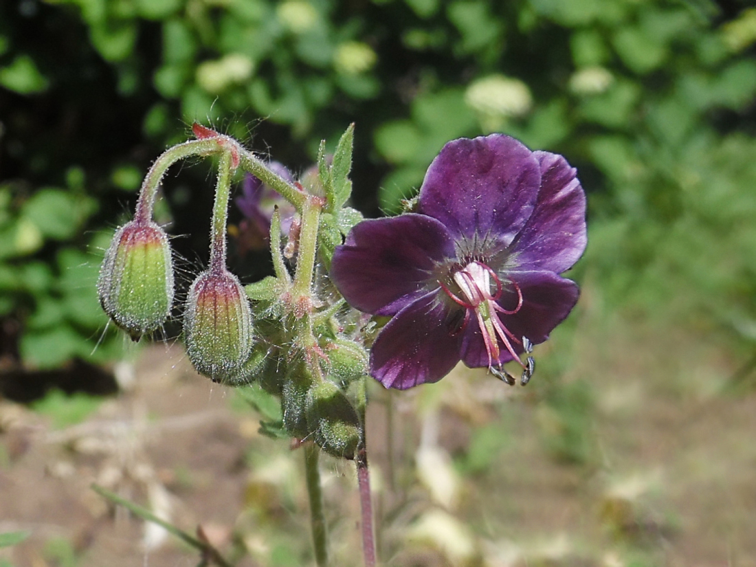 Изображение особи Geranium phaeum.