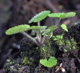 Chrysosplenium alternifolium. Вегетирующее молодое растение. Кировская обл., г. Кирово-Чепецк, лесопарк, новая трасса под ВЛЭП. 15.08.2019.