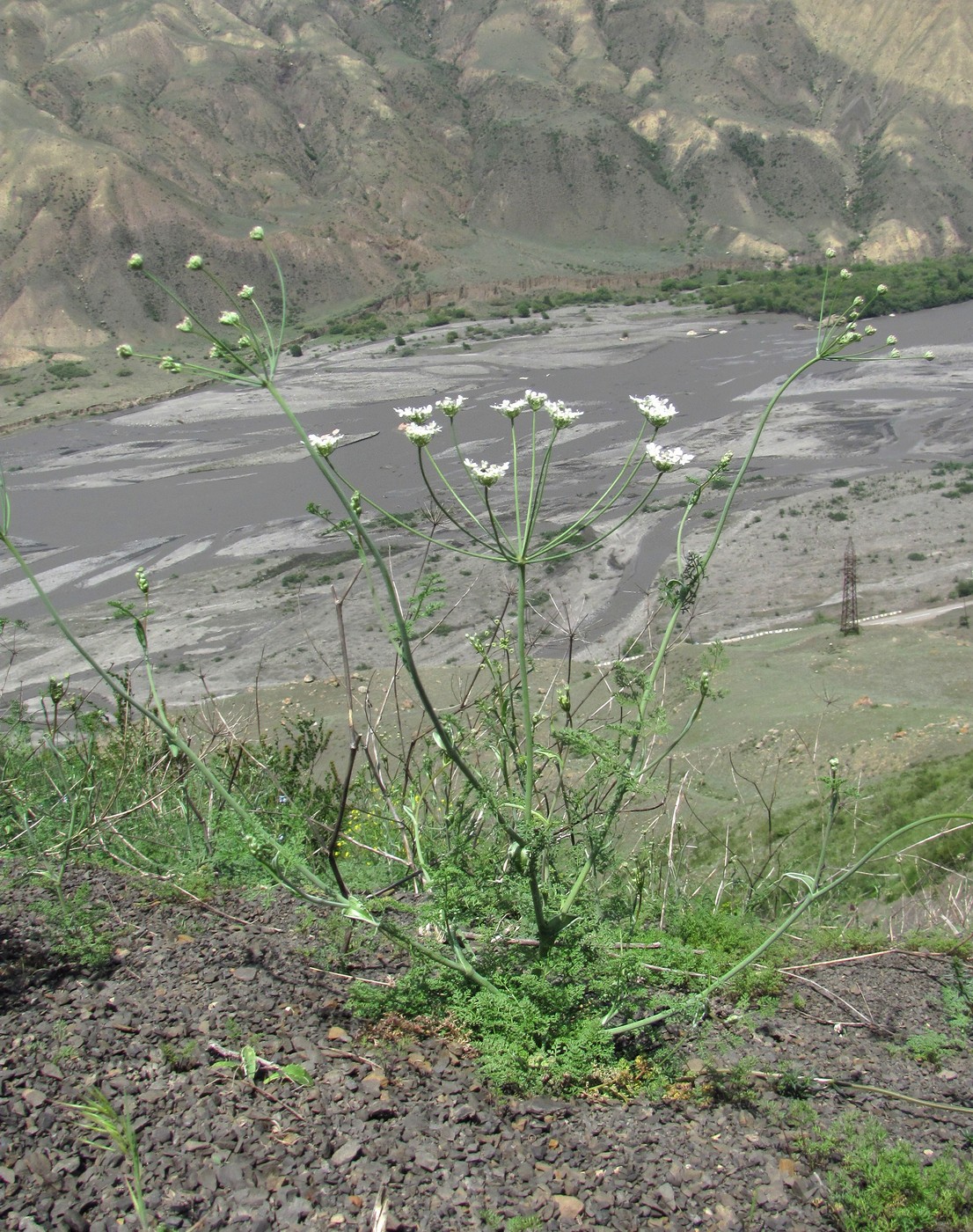 Image of Astrodaucus orientalis specimen.